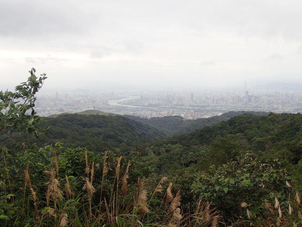 樹林 大棟山登山步道 樹林 大棟山登山步道