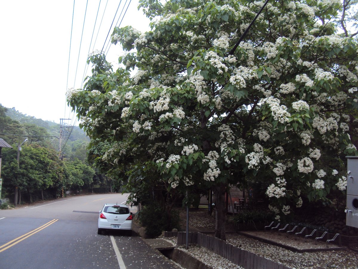 三義 挑炭古道 賞桐趣 三義 挑炭古道 賞桐趣