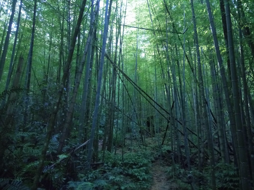 魚池 水社大山 (上) 魚池 水社大山 (上)