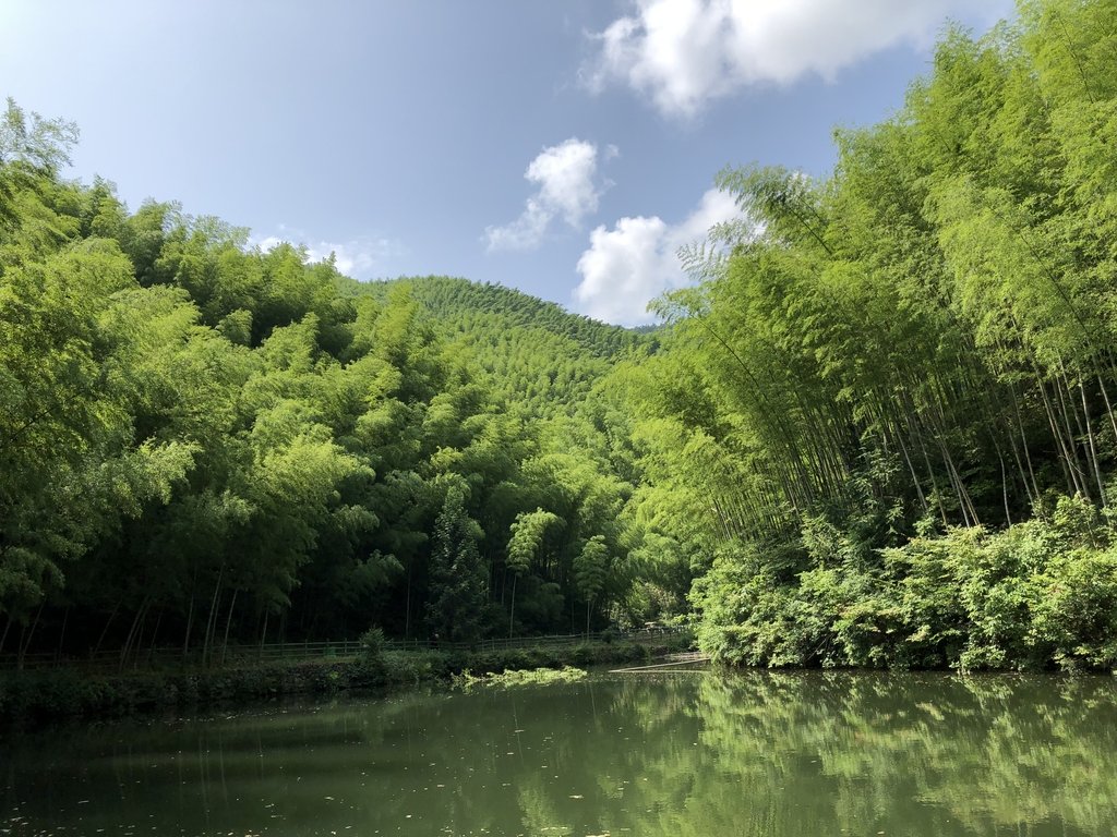 黟縣 木坑竹海景區 黟縣 木坑竹海景區