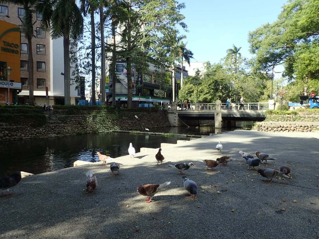 新竹 東門 護城河親水公園 新竹 東門 護城河親水公園