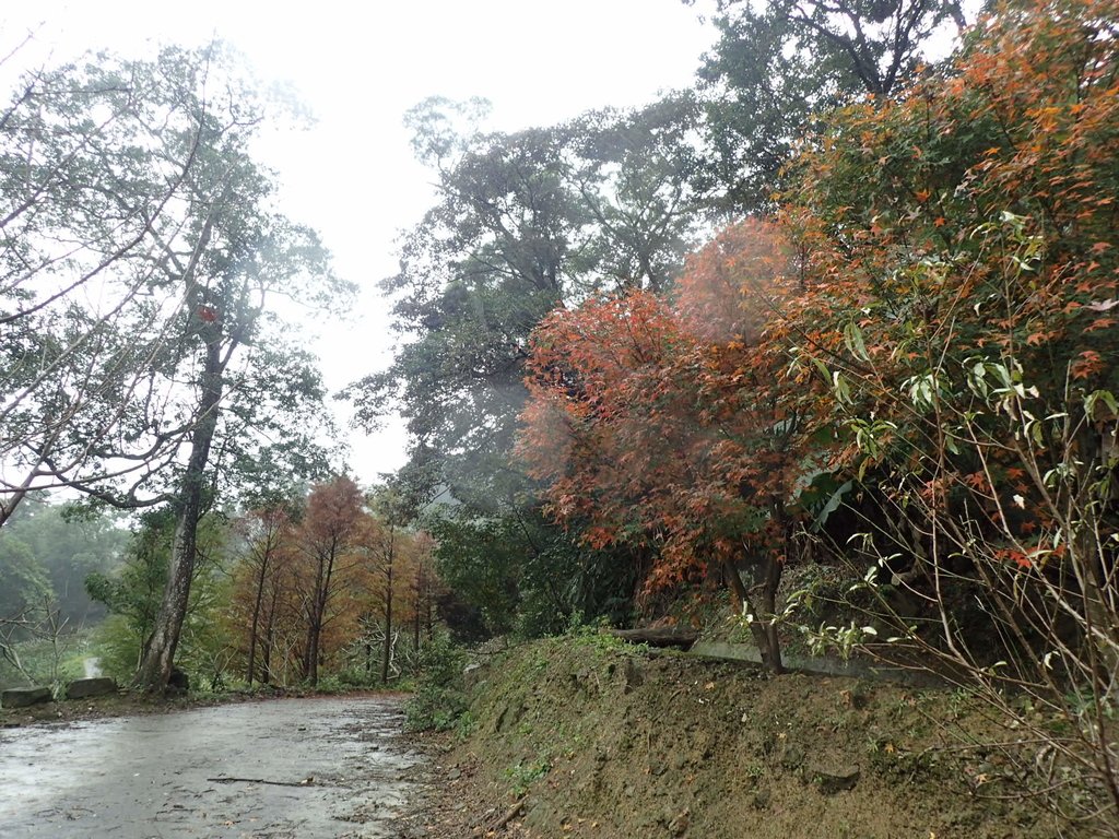 土城 承天寺朝山步道 秋景色 土城 承天寺朝山步道 秋景色