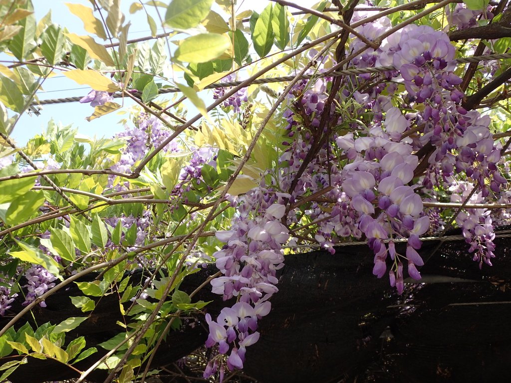 金山 紫藤花開 金山 紫藤花開