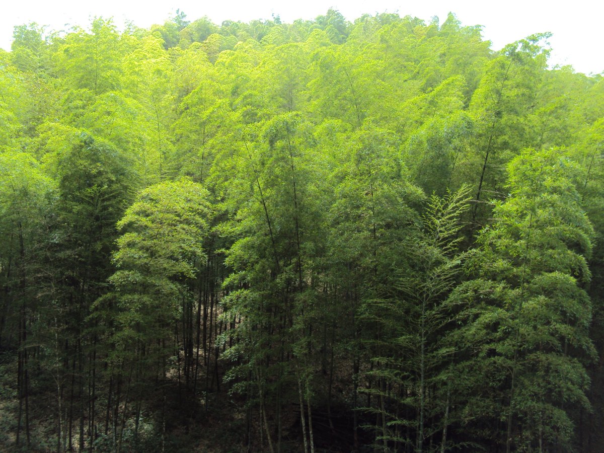 竹山 大鞍 觀竹海樓 竹山 大鞍 觀竹海樓