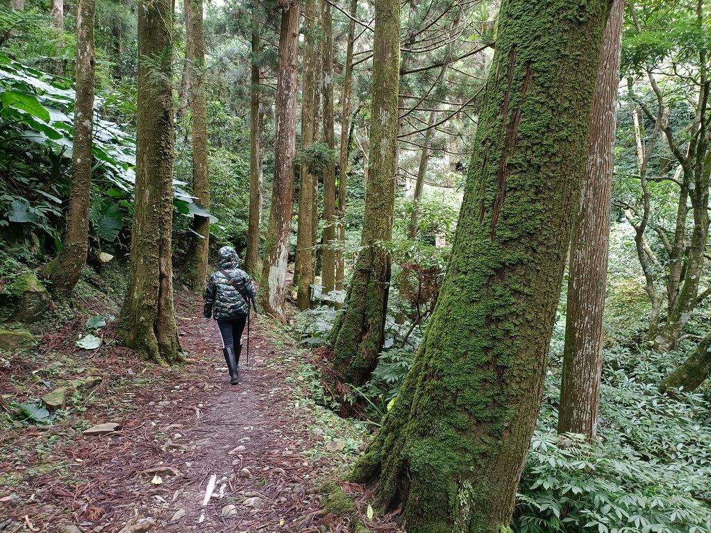 東眼山 東滿步道 (上) 東眼山 東滿步道 (上)