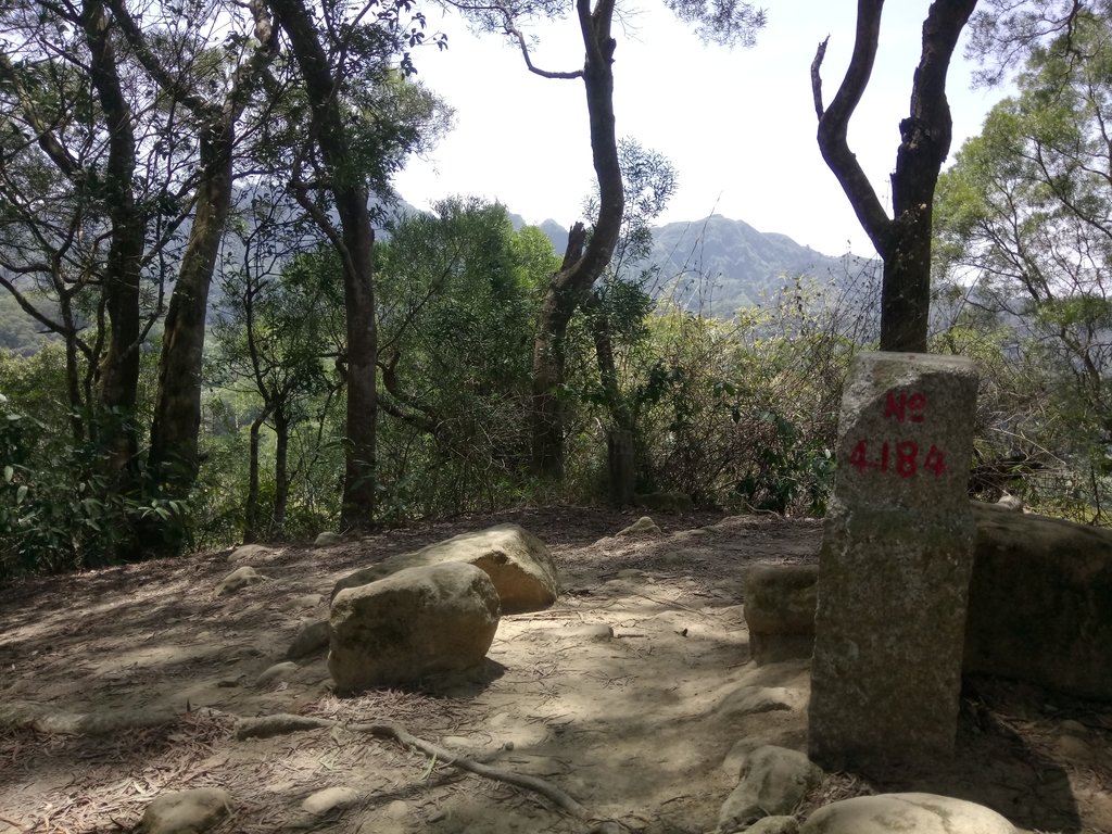 霧峰 青桐林 奧山步道 霧峰 青桐林 奧山步道
