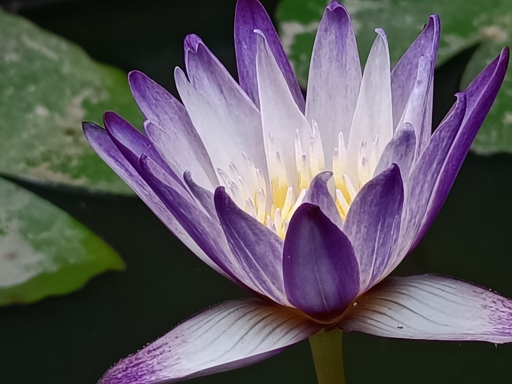 花花世界 (004)— 子午蓮 花花世界 (004)— 子午蓮
