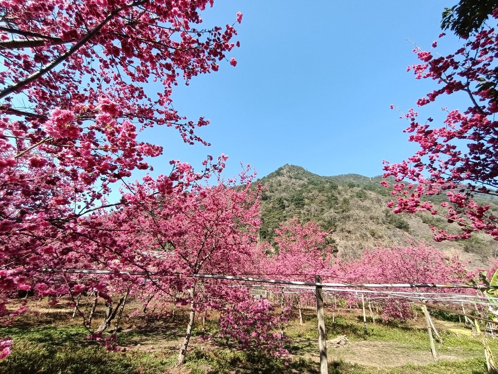 天輪 求安部落 櫻花林秘境 天輪 求安部落 櫻花林秘境