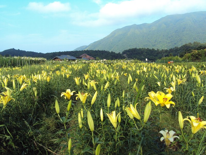 盛夏竹子湖 之一 盛夏竹子湖 之一
