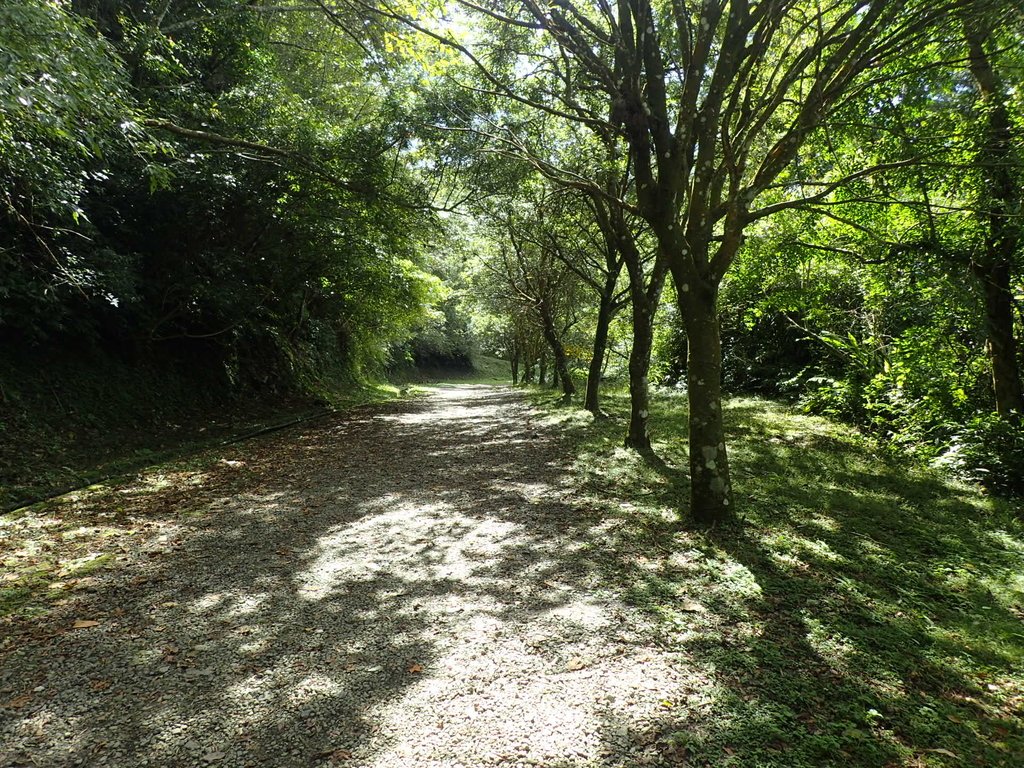 復興 東眼山林道 復興 東眼山林道