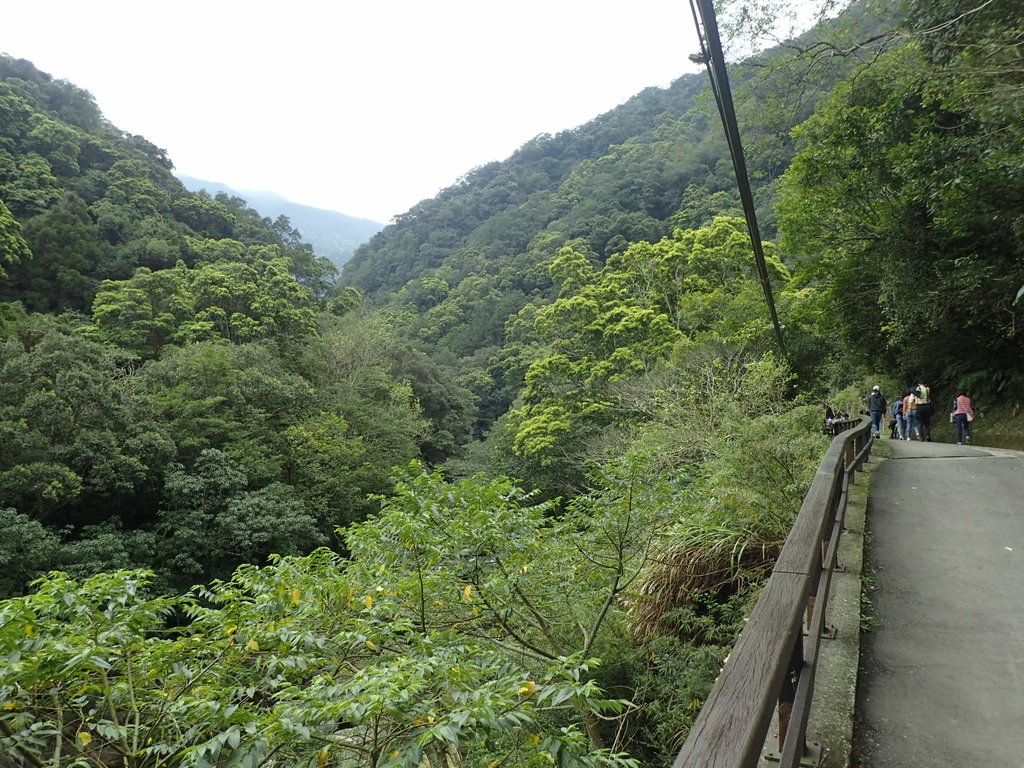三峽 滿月圓森林遊樂區 三峽 滿月圓森林遊樂區