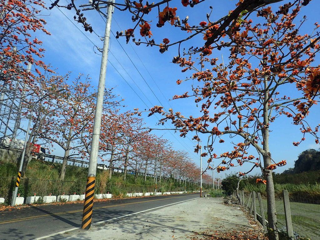 清水 大田產業道路 木棉花 清水 大田產業道路 木棉花