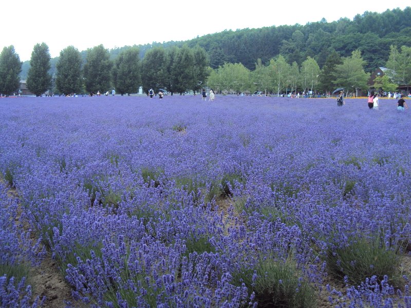 北海道(二二) 富田農場 幸之花田 北海道(二二) 富田農場 幸之花田