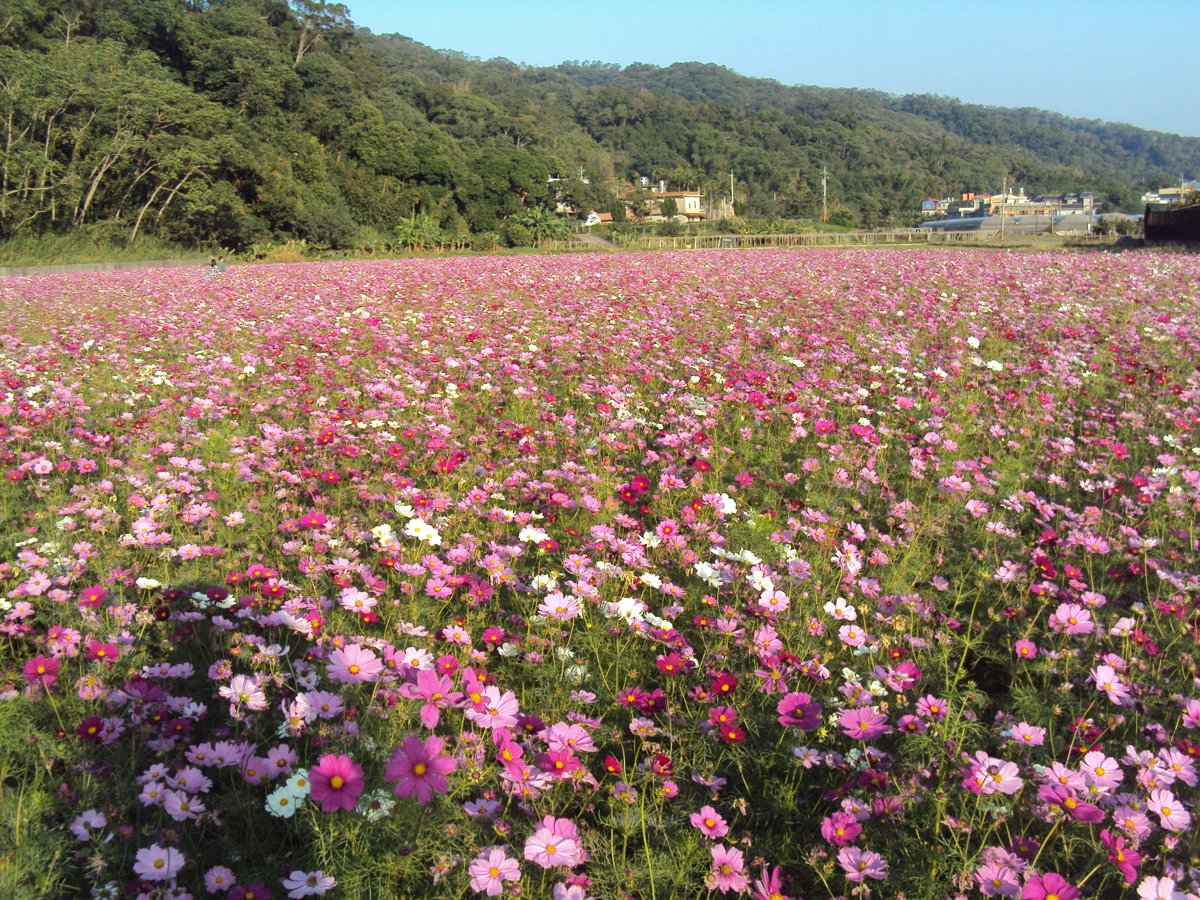 新埔 五分埔 大波斯菊花田 新埔 五分埔 大波斯菊花田