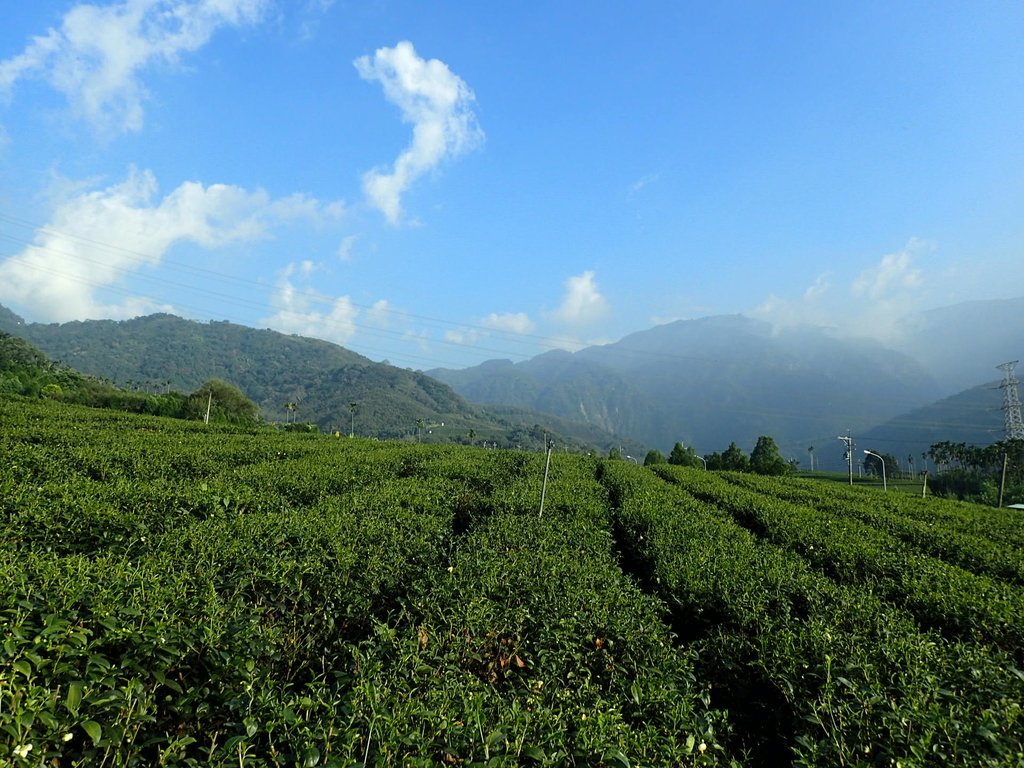 竹山 山坪頂茶園 (上) 竹山 山坪頂茶園 (上)