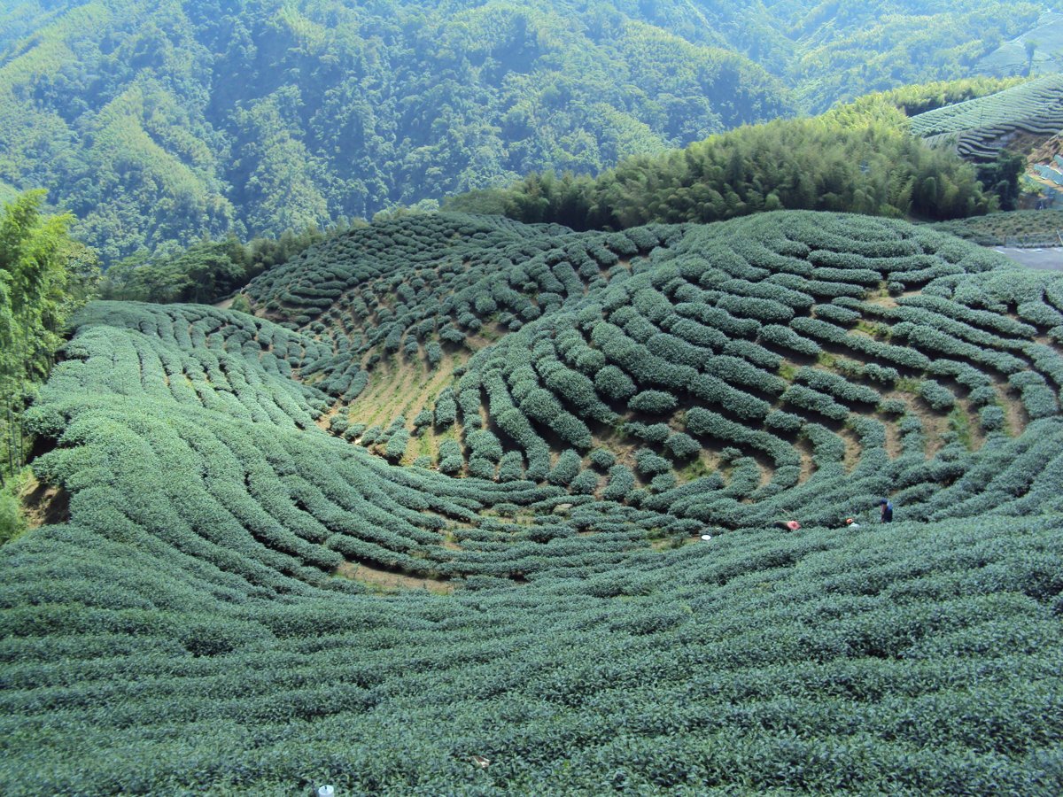 竹山 軟鞍 八卦茶園 (下) 竹山 軟鞍 八卦茶園 (下)