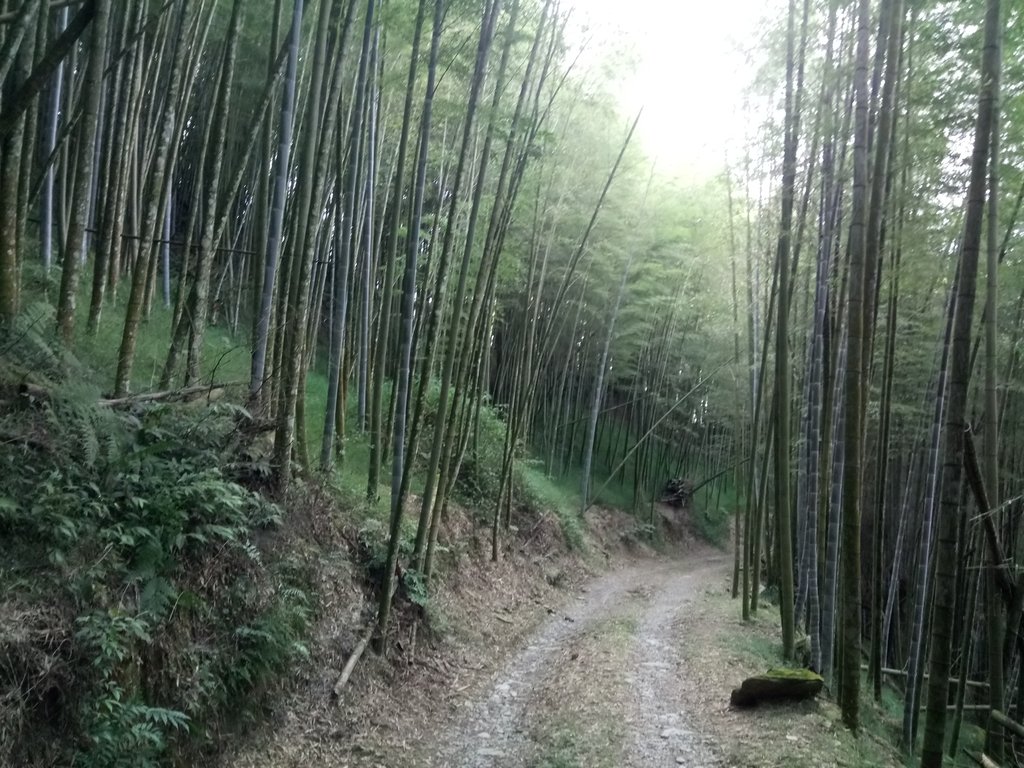 魚池 大尖山 鹽土坑林道 魚池 大尖山 鹽土坑林道