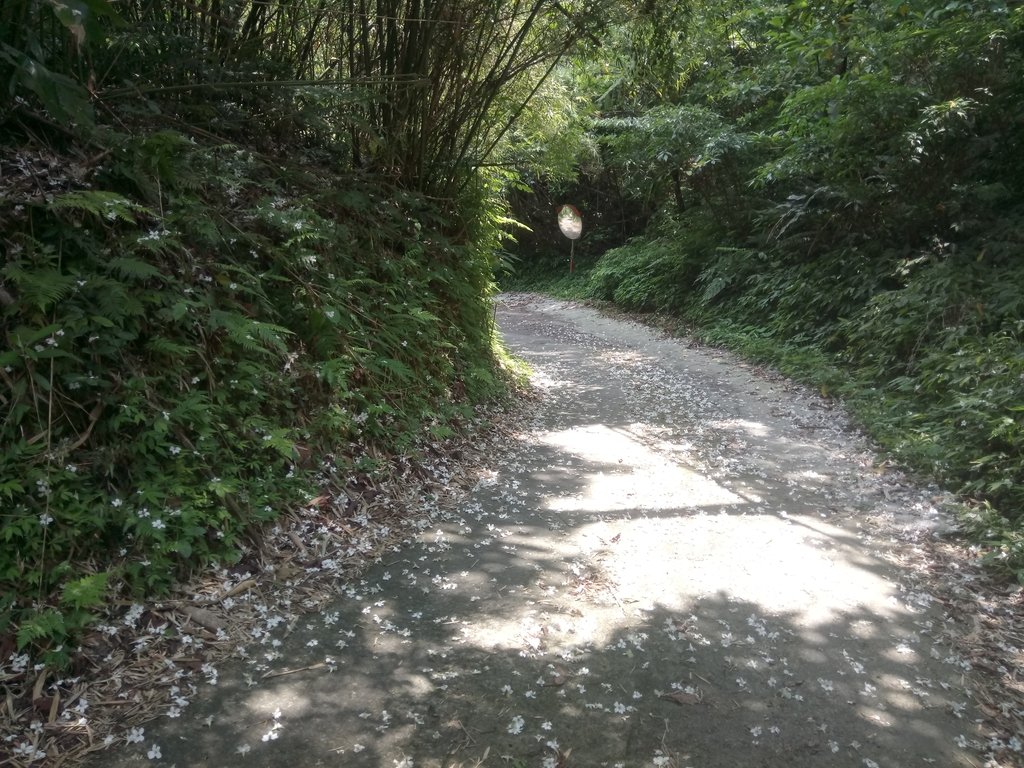 南庄 細湖頂 桐花山林 南庄 細湖頂 桐花山林
