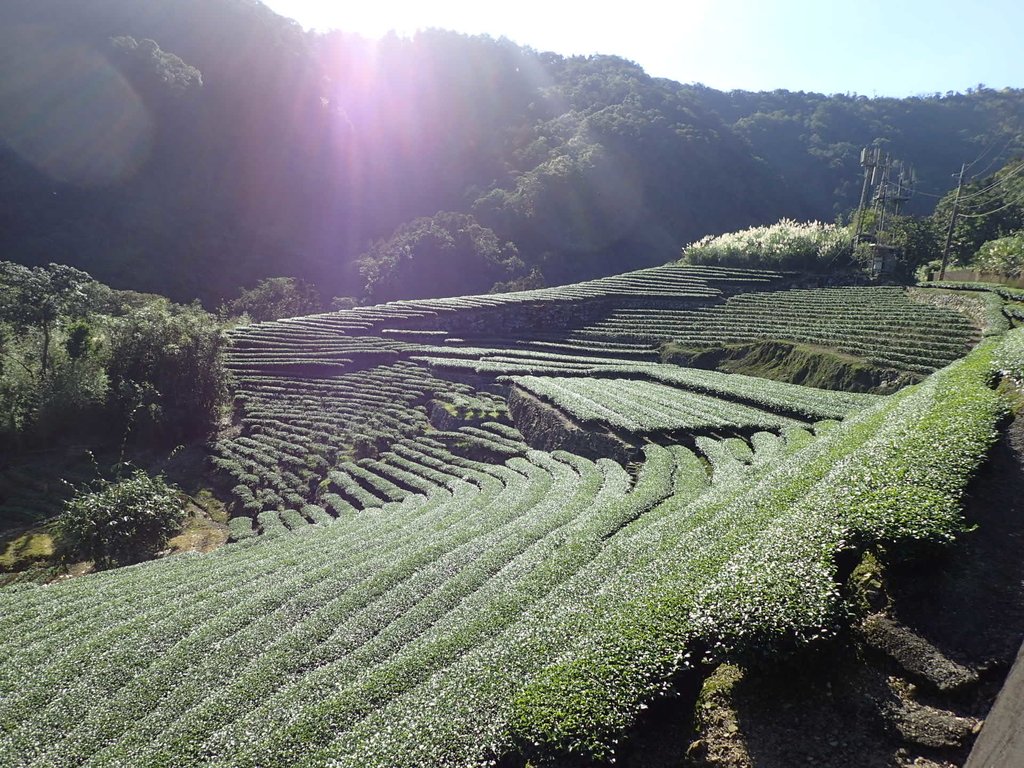 坪林 大舌湖茶園 (上) 坪林 大舌湖茶園 (上)