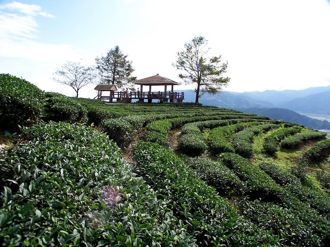 大同 松羅村 玉蘭茶園 大同 松羅村 玉蘭茶園
