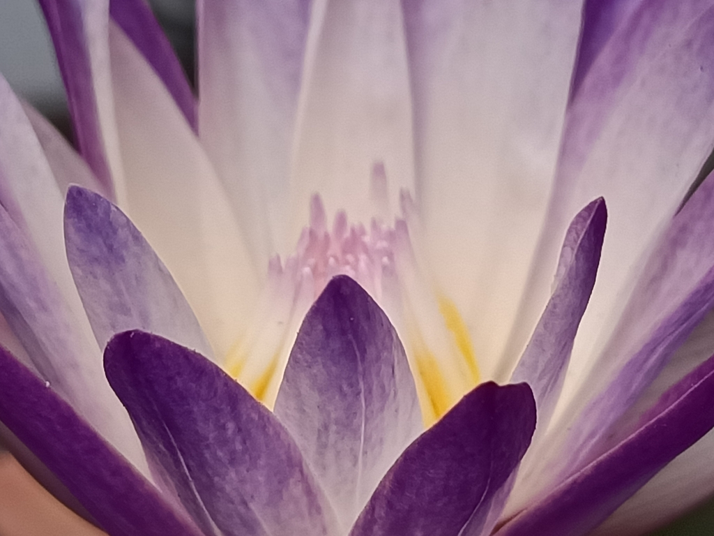 花花世界 (003)— 子午蓮 花花世界 (003)— 子午蓮