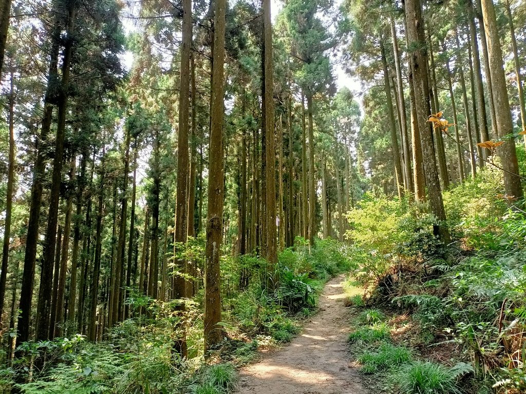 五峰 鵝公髻山登山步道 (下) 五峰 鵝公髻山登山步道 (下)