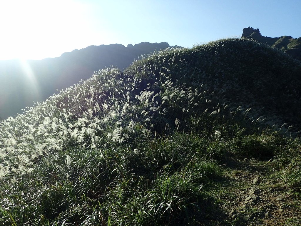 瑞芳 茶壺山芒花季 (下) 瑞芳 茶壺山芒花季 (下)