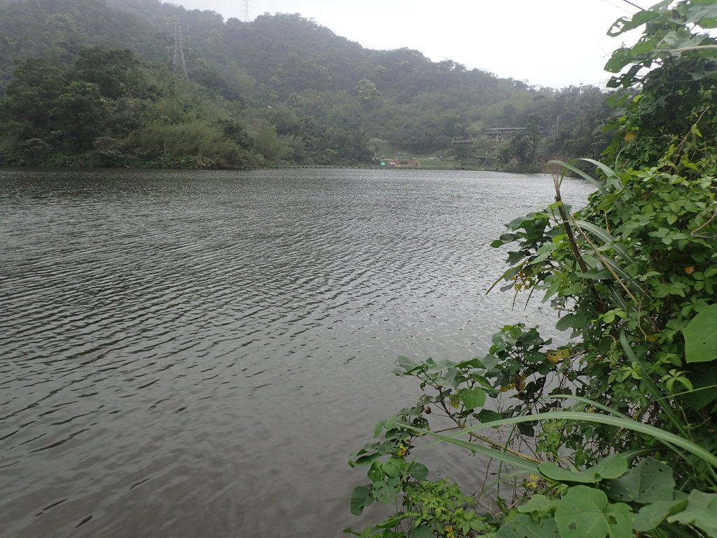汐止 白匏湖 秘徑 汐止 白匏湖 秘徑