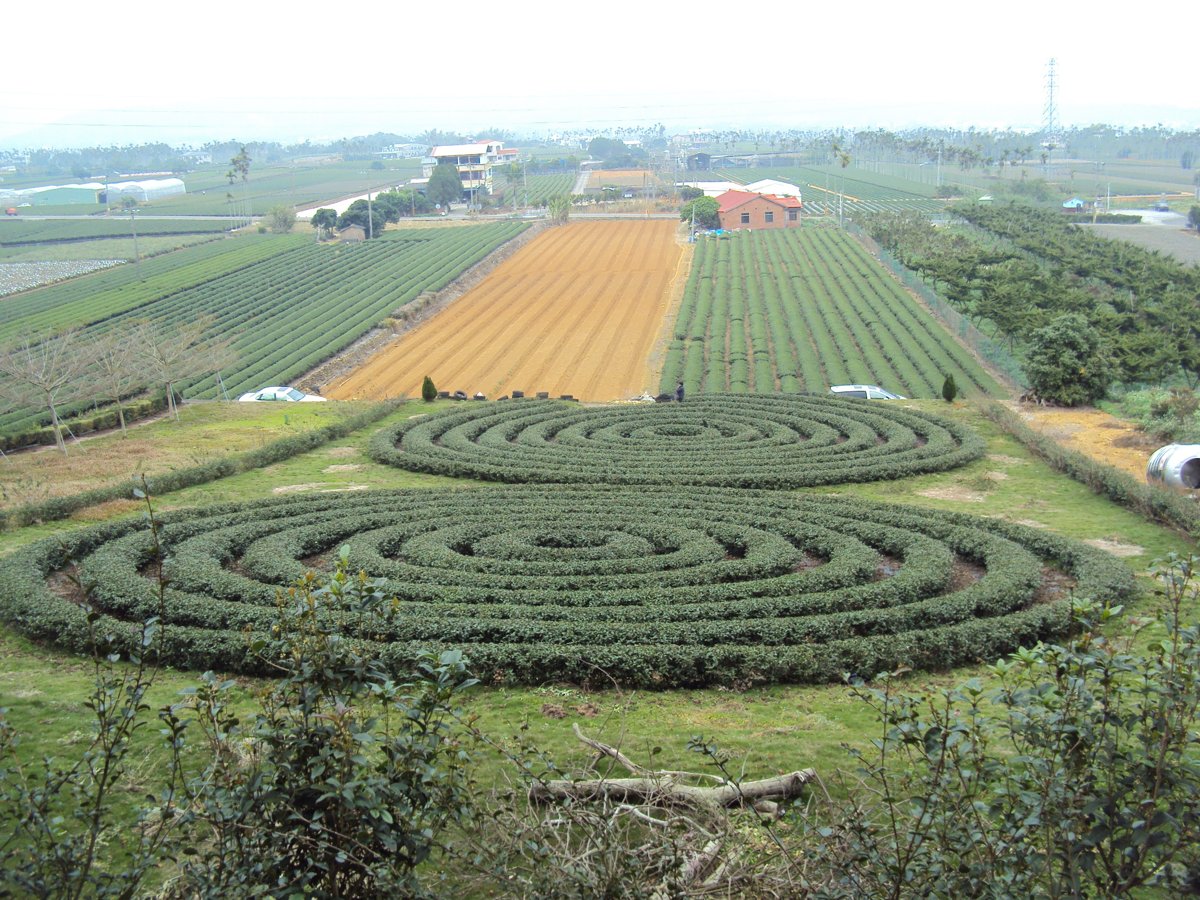 名間 出林虎之 茶園風光 名間 出林虎之 茶園風光