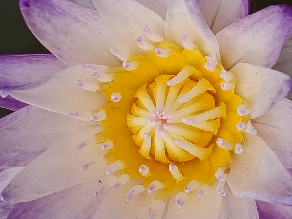 花花世界 (005)— 子午蓮 花花世界 (005)— 子午蓮