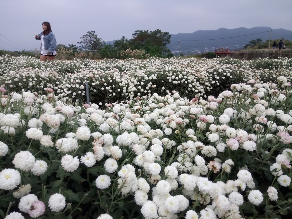 銅鑼 九湖杭菊季 (尾聲) 銅鑼 九湖杭菊季 (尾聲)
