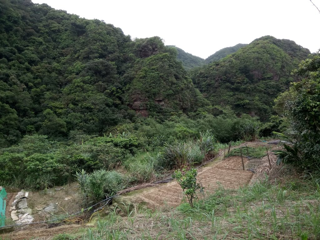 萬里 大路嶺古道行 萬里 大路嶺古道行