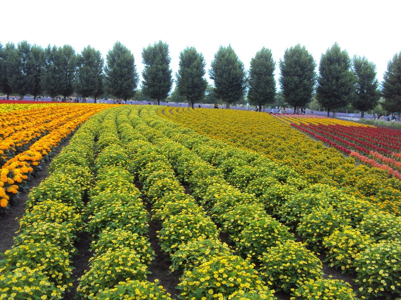 北海道(二三) 富田農場 花人之田 北海道(二三) 富田農場 花人之田
