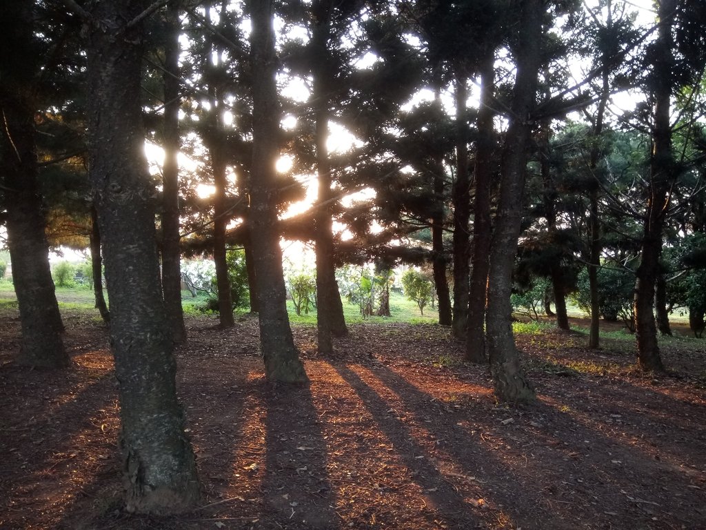 沙鹿 九天黑森林之 暮光 沙鹿 九天黑森林之 暮光