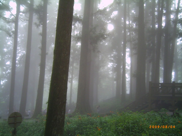 雲霧縹緲間—阿里山 雲霧縹緲間—阿里山