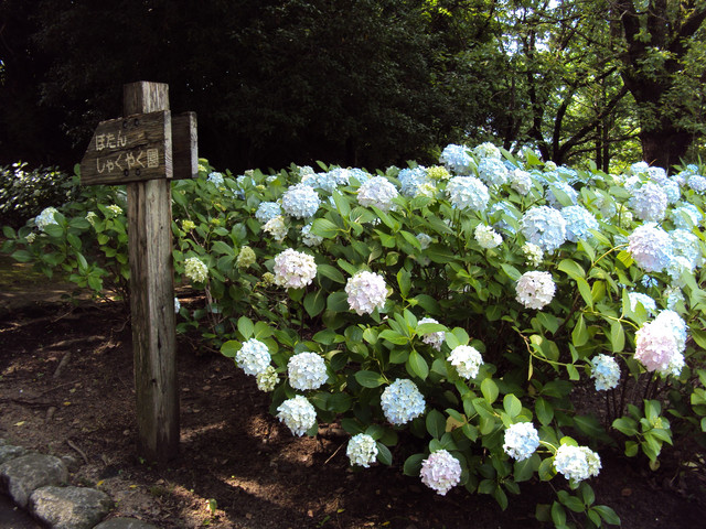 九州 六月 紫陽花日記 九州 六月 紫陽花日記