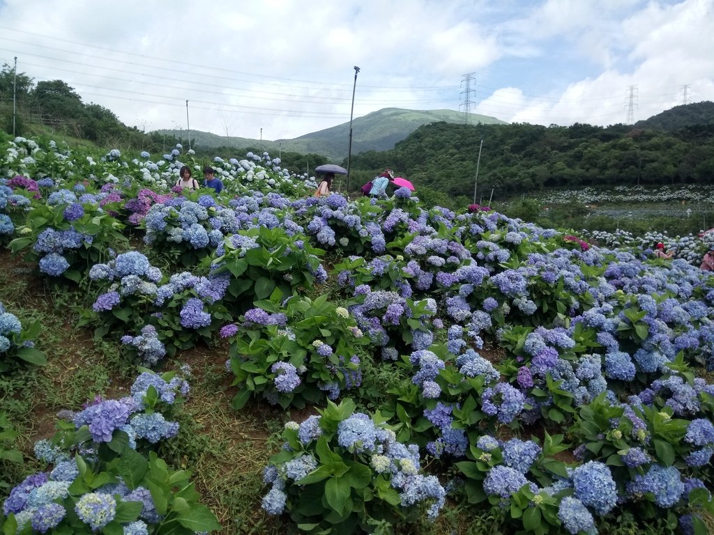 萬里 高家繡球花田 (下) 萬里 高家繡球花田 (下)