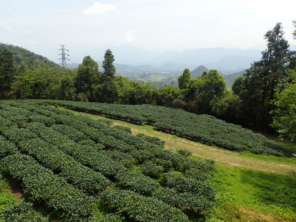 日月潭 貓囒山 茶葉改良場 日月潭 貓囒山 茶葉改良場