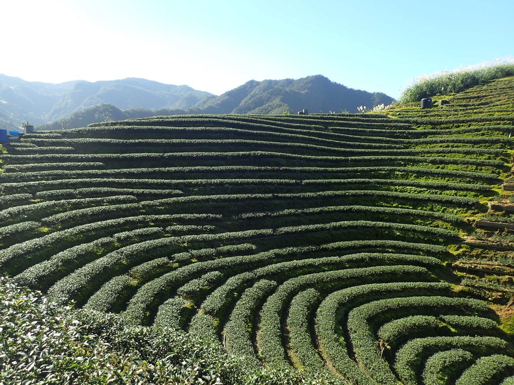 坪林 厚德崗坑茶園 (上) 坪林 厚德崗坑茶園 (上)