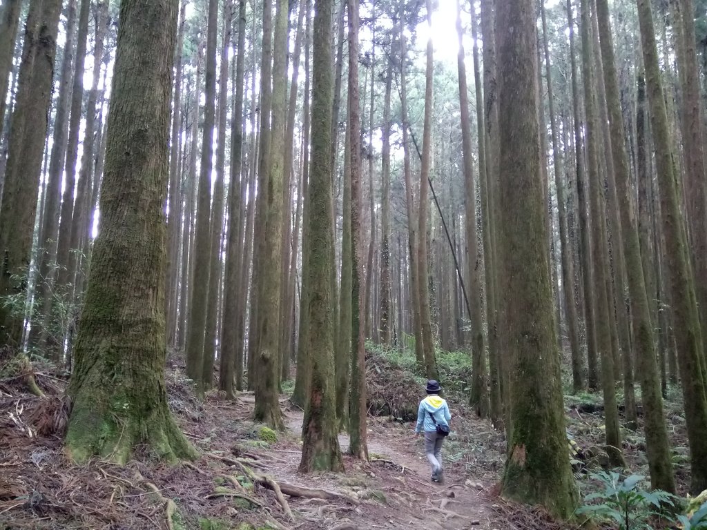 阿里山 二萬坪步道 阿里山 二萬坪步道