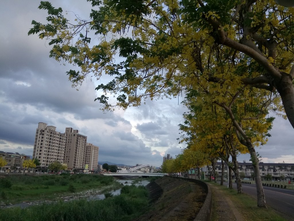 北屯 旱溪溪畔之 阿勃勒 北屯 旱溪溪畔之 阿勃勒