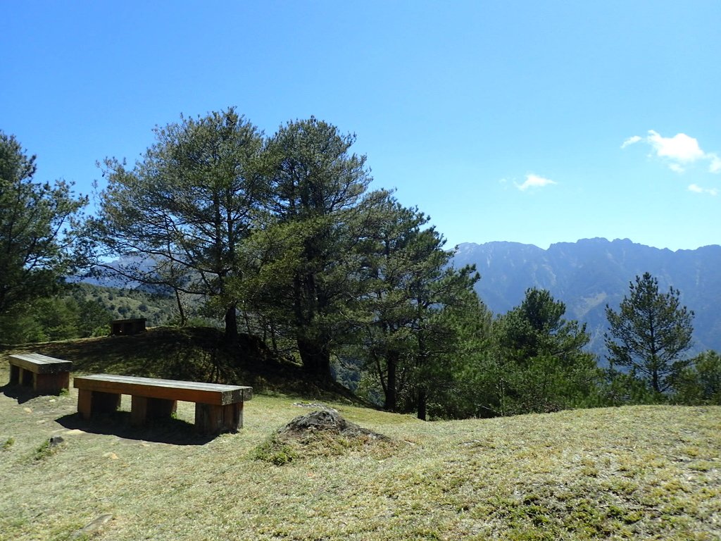 鹿林山 麟趾山步道 (下) 鹿林山 麟趾山步道 (下)