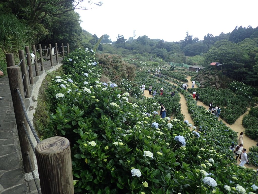 竹子湖 水車寮 高家繡球花園 竹子湖 水車寮 高家繡球花園