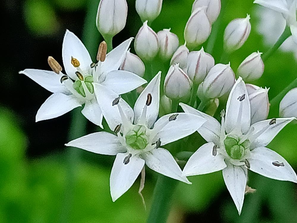 花花世界(238)-  韭菜花