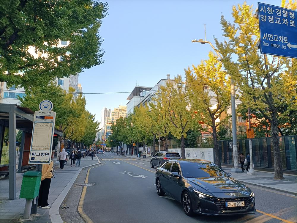 釜山行旅(10)-  西面  東川銀杏大道