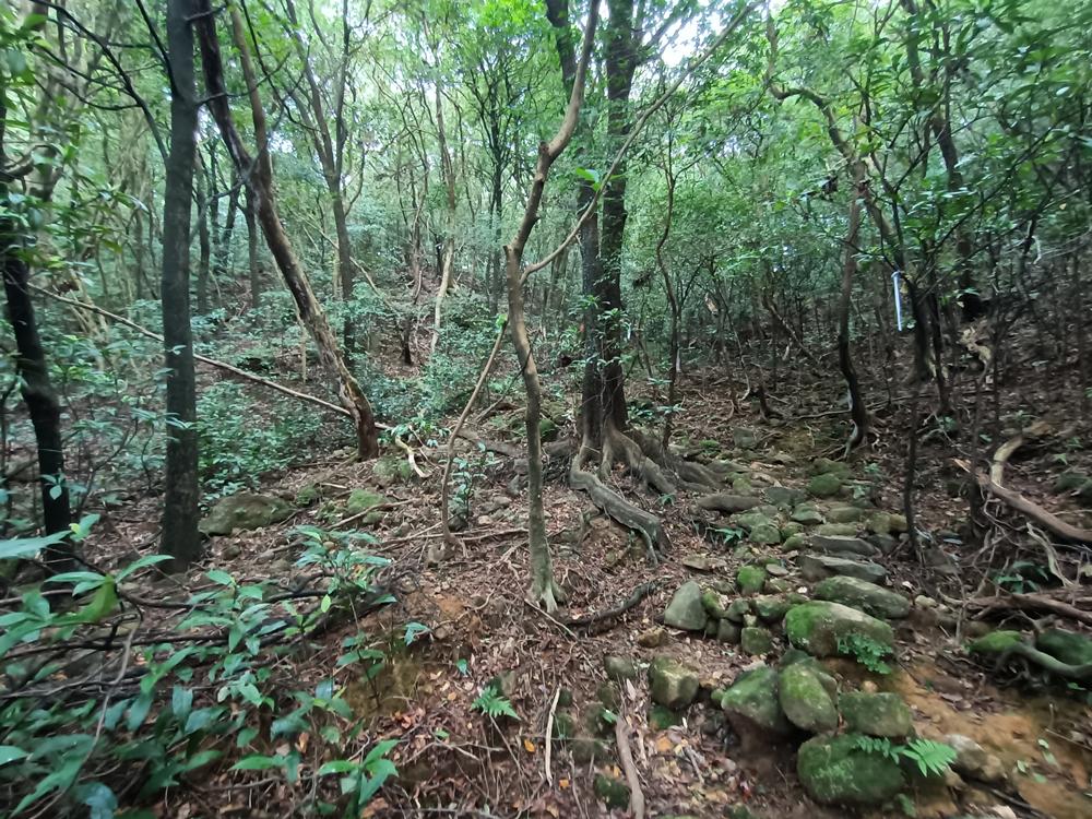 萬里  大坪古道