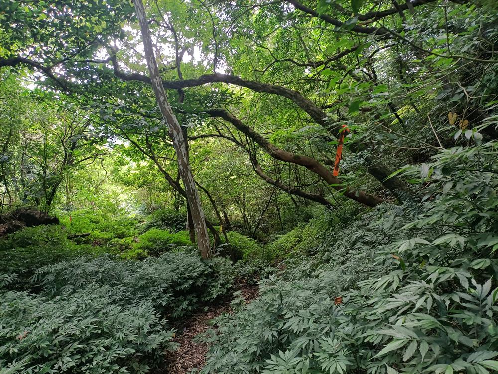 萬里  溪底古道  富士坪古道