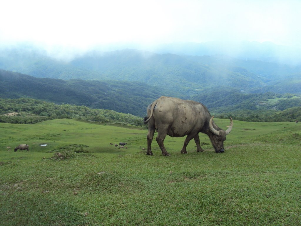 DSC07402.JPG - 再訪---  貢寮  桃源谷步道