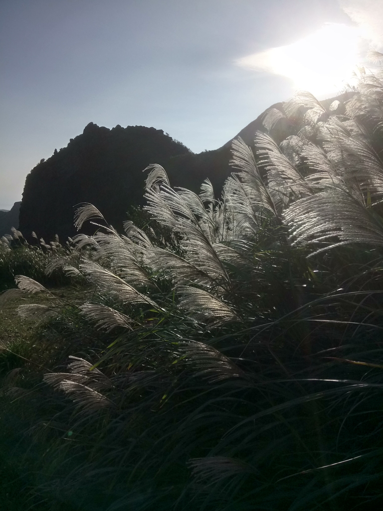 DSC_9223.JPG - 瑞芳  茶壺山芒花季