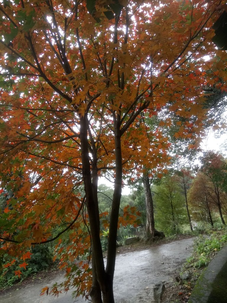 DSC_1763.JPG - 土城  承天寺  朝山步道